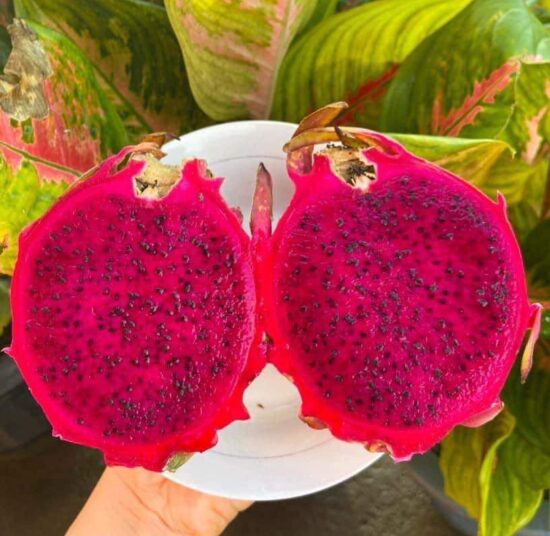 SIAM RED DRAGON - RED FLESH