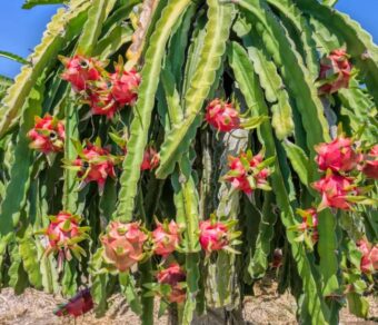 SIAM RED DRAGON - RED FLESH