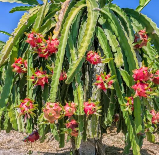 SIAM RED DRAGON - RED FLESH